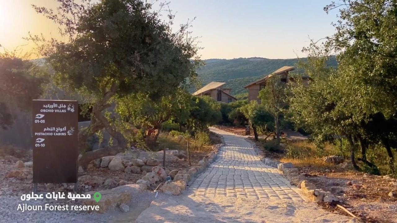 Ajloun Forest Reserve Jarash Luaran gambar