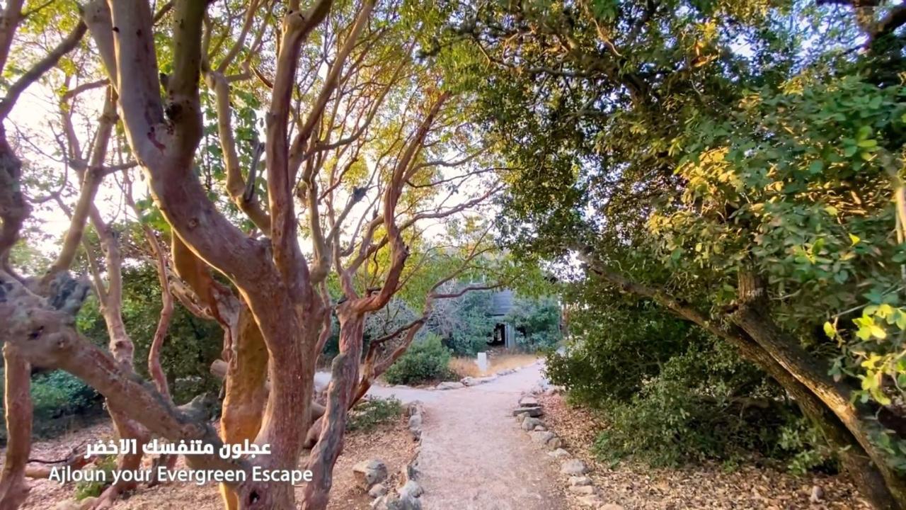 Ajloun Forest Reserve Jarash Luaran gambar