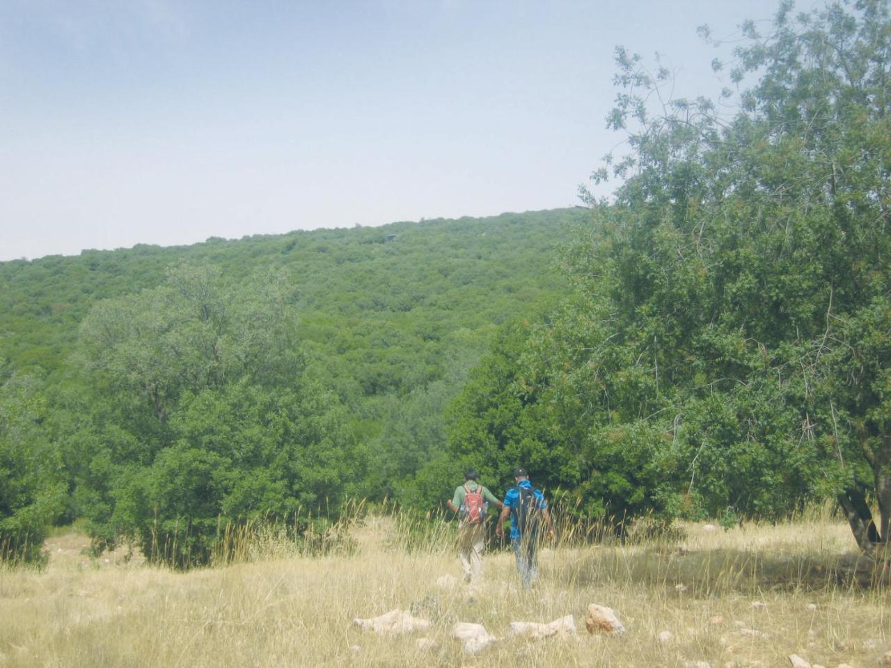 Ajloun Forest Reserve Jarash Luaran gambar